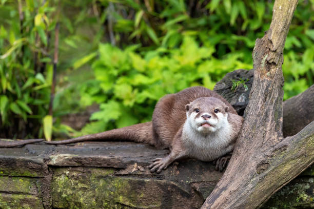 istock Oriental small-clawed otter crouched on a wall 1305991025