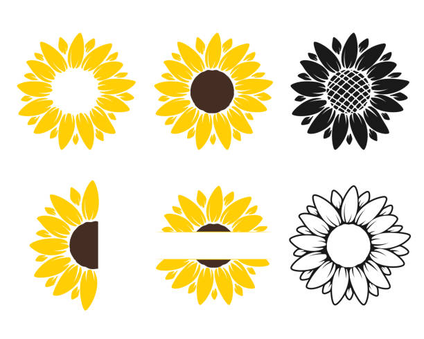 stockillustraties, clipart, cartoons en iconen met vector gele zonnebloem. het silhouettekstkader van de zonnebloem dat op witte achtergrond wordt geïsoleerd. - zonnebloemen