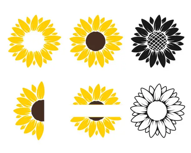 Vector illustration of Vector yellow sunflower. Sunflower silhouette text frame Isolated on white background.