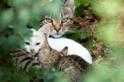 Portrait of a feeding feral cat with two little kittens through greenery. Mom cat looks anxiously at the camera ready to protect her litter. Outdoors, selective focus.