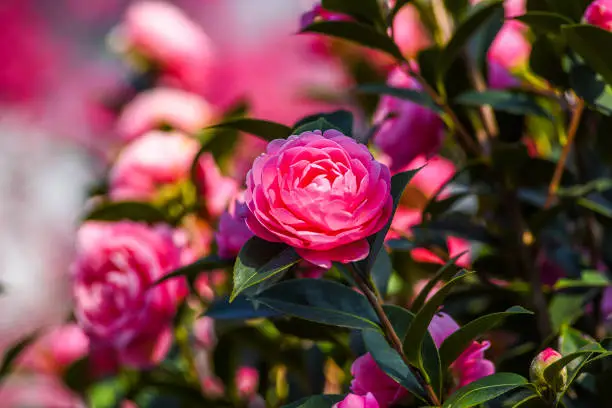 "nJapanese camelia blooming in the garden in spring. Selective focus.