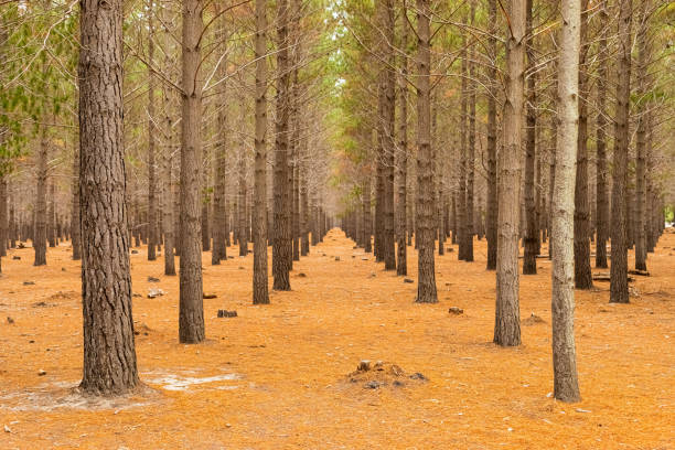 istock Rows of trees in a Pine Forest Plantation in Cape Town 1305992370