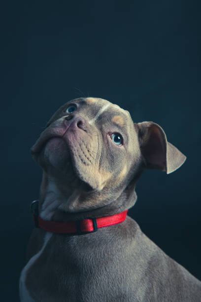 French Bulldog Puppy stock photo
