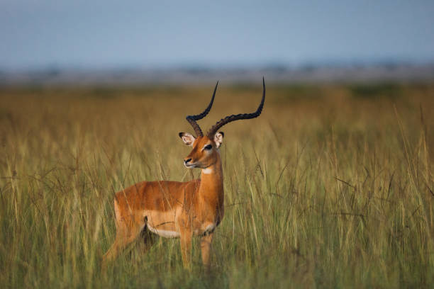 männliche impala portrait - impala stock-fotos und bilder