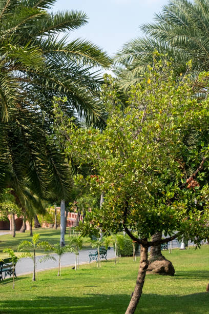 istock public park in the day with no anyone 1305993305