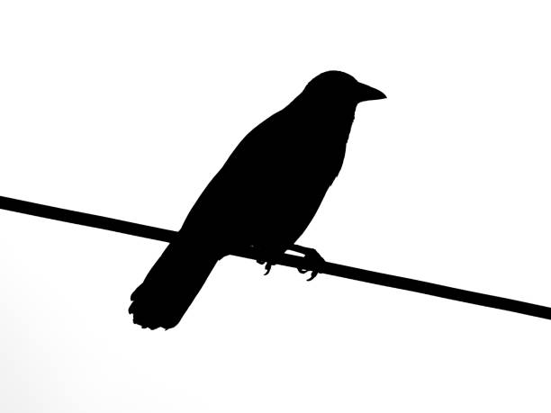 istock Silhouette of raven on cable 1305993593