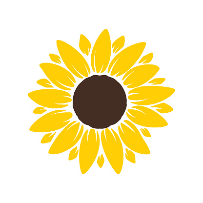 Vector yellow sunflower. Sunflower silhouette text frame Isolated on white background.