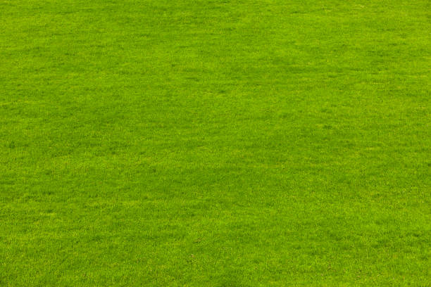 istock Green freshly mown lawn in summer 1305994707
