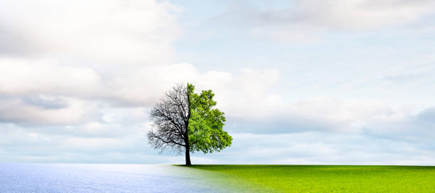 istock Season change from winter to summer 1305994819