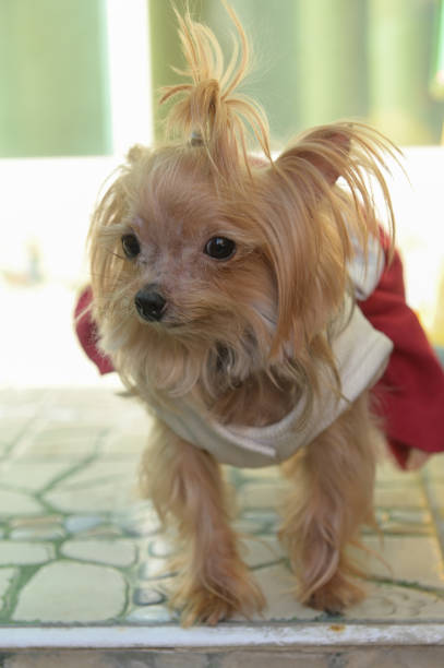 istock Brown puppy wearing red coat 1305994835