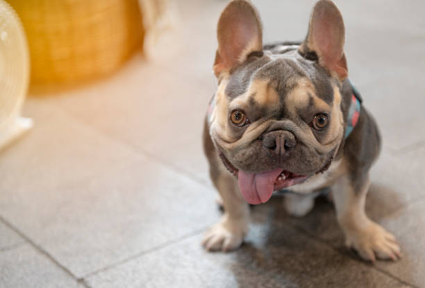 istock A pug sitting on the floor resting. 1305995446