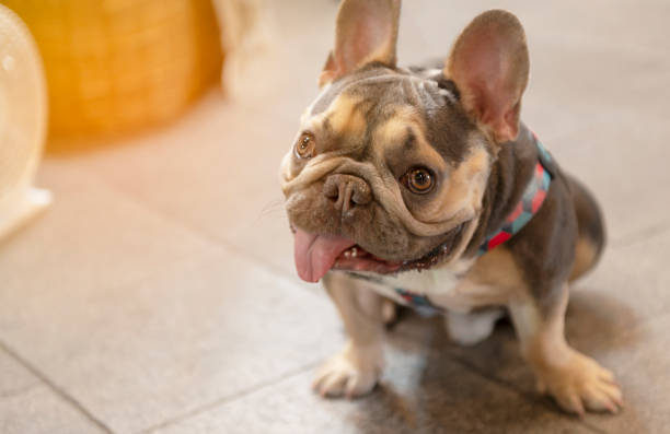 istock A pug sitting on the floor resting. 1305995449