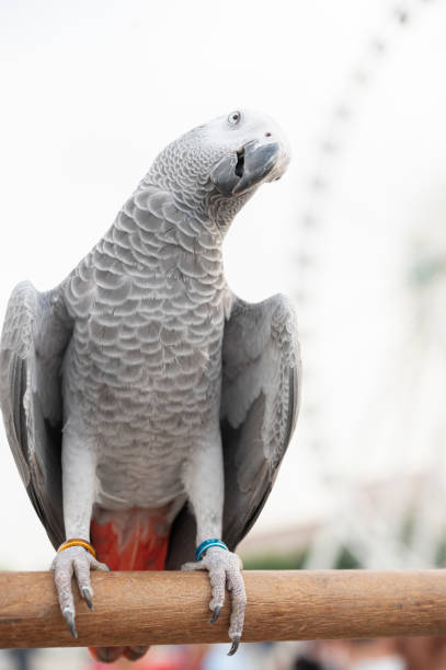 istock African gray parrot on blurred green background 1305995477