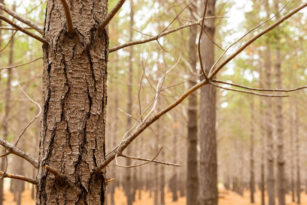Rows of trees in a Pine Forest Plantation in Cape Town, South Africa