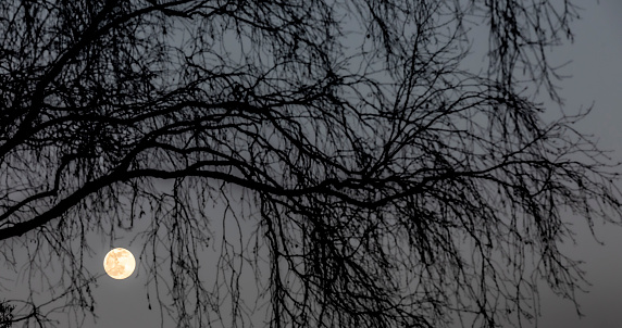 ull moon behind branches of tree