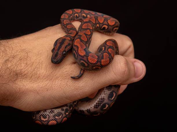 Epicrates cenchria is a boa species endemic to Central and South America. Common names include the rainbow boa, and slender boa. Epicrates cenchria is a boa species endemic to Central and South America. Common names include the rainbow boa, and slender boa snake names stock pictures, royalty-free photos & images
