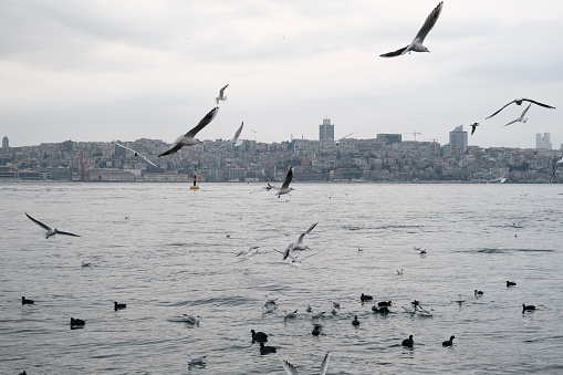 City of istanbul during overcast weather with seagulls with huge mosques and minarets and galata tower background from maiden tower.Turkey 01.03.2021