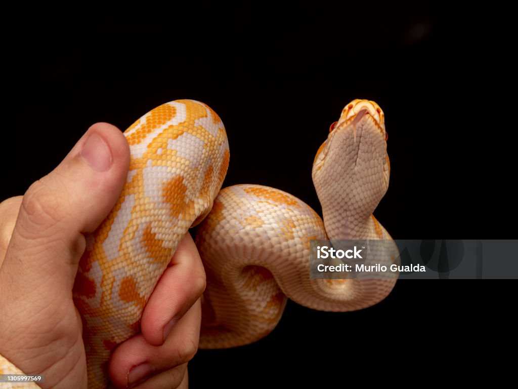Gold Python Animal Gold Python Reticulated Python Stock Photo - Download Image Now - iStock
