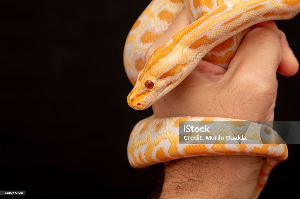 Gold Python Animal Gold Python Reticulated Python Stock Photo - Download Image Now - iStock