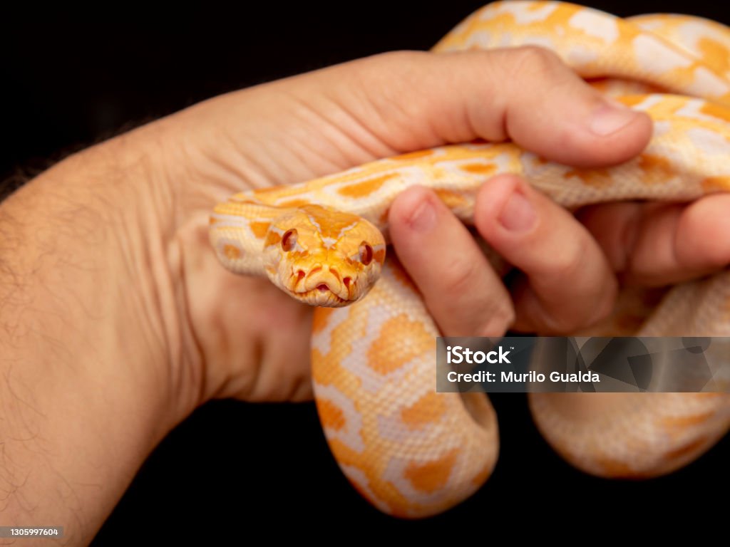 White Golden Python Gold Python Reticulated Python Stock Photo - Download Image Now - iStock