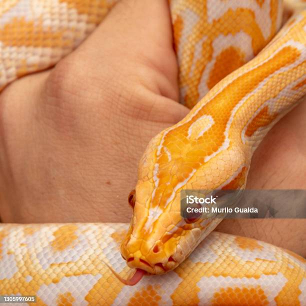 Gold Python Animal Gold Python Reticulated Python Stock Photo - Download Image Now - iStock