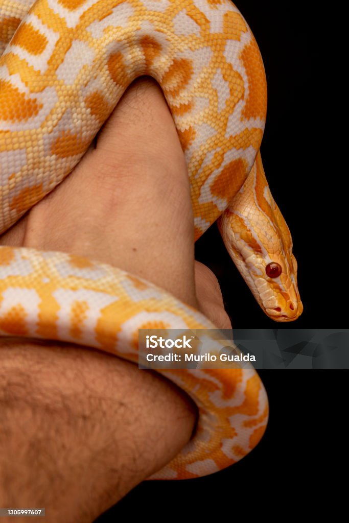 Gold Python Animal Gold Python Reticulated Python Stock Photo - Download Image Now - iStock