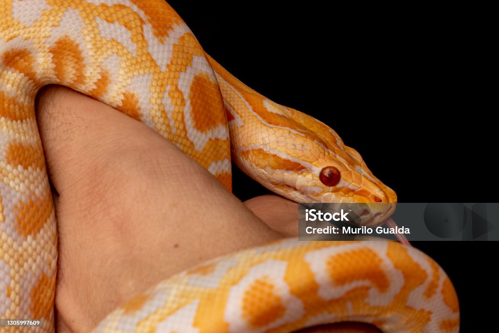 Gold Python Animal Gold Python Reticulated Python Stock Photo - Download Image Now - iStock