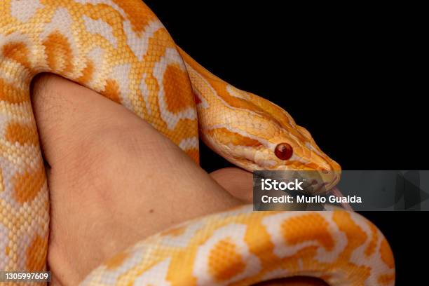 Gold Reticulated Python Gold Python Reticulated Python Stock Photo - Download Image Now - iStock