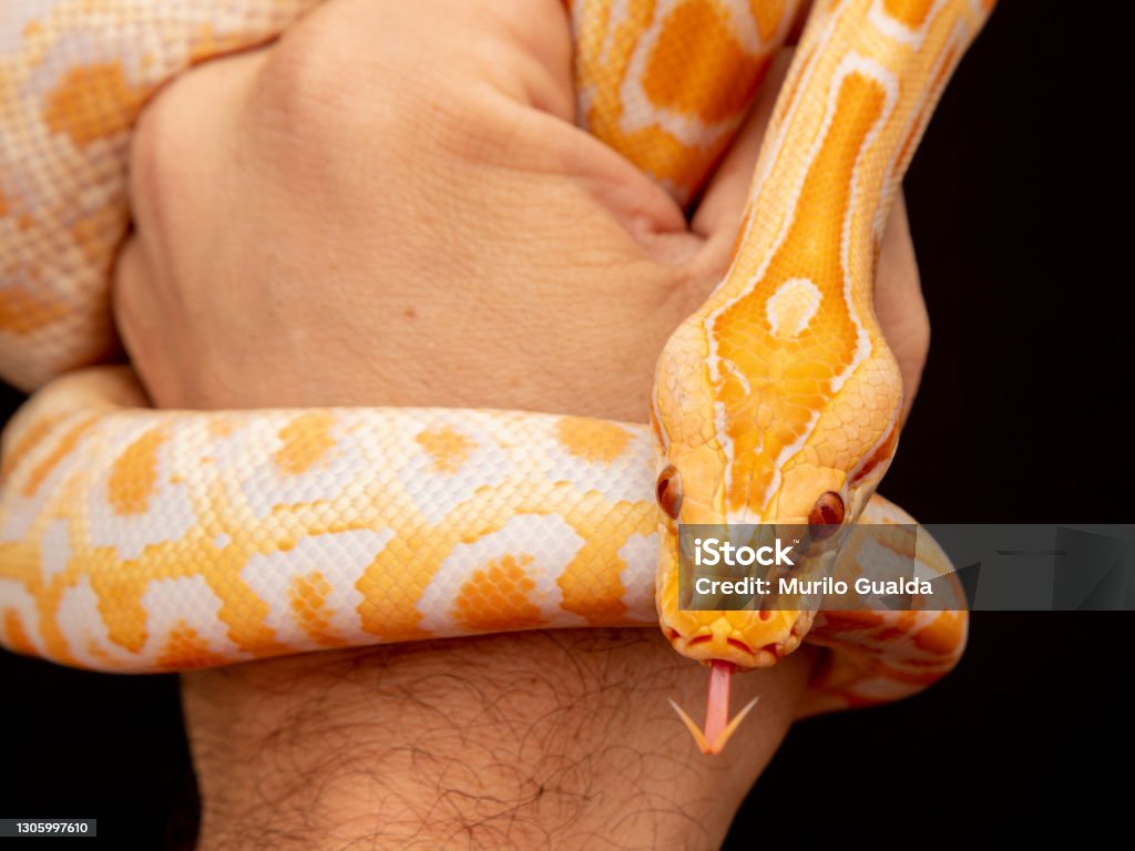White Golden Python Gold Python Reticulated Python Stock Photo - Download Image Now - iStock
