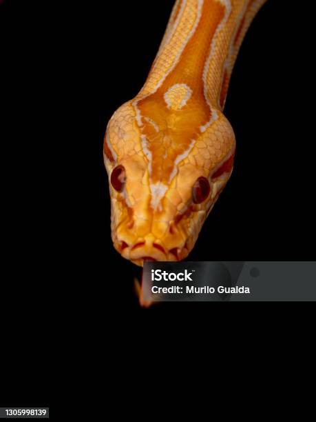 Gold Chine Python Gold Python Reticulated Python Stock Photo - Download Image Now - iStock