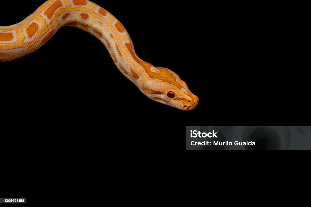 Goldne Python Gold Python Reticulated Python Stock Photo - Download Image Now - iStock
