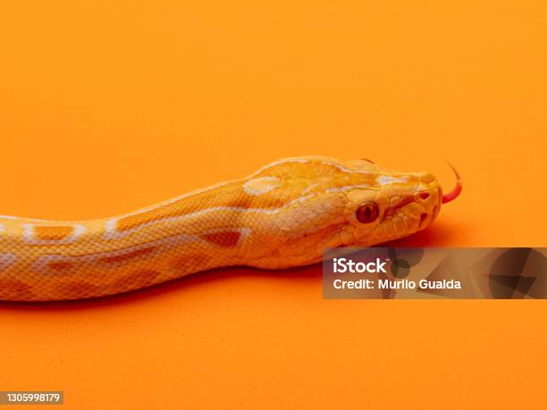 Goldne Python Gold Python Reticulated Python Stock Photo - Download Image Now - iStock
