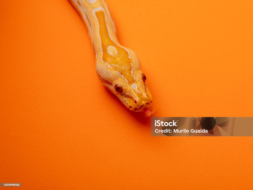Gold Chine Python Gold Python Reticulated Python Stock Photo - Download Image Now - iStock