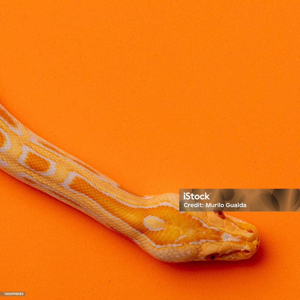 Gold Python Animal Gold Python Reticulated Python Stock Photo - Download Image Now - iStock