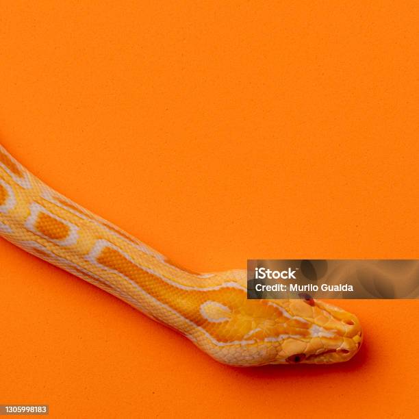 Gold Reticulated Python Gold Python Reticulated Python Stock Photo - Download Image Now - iStock