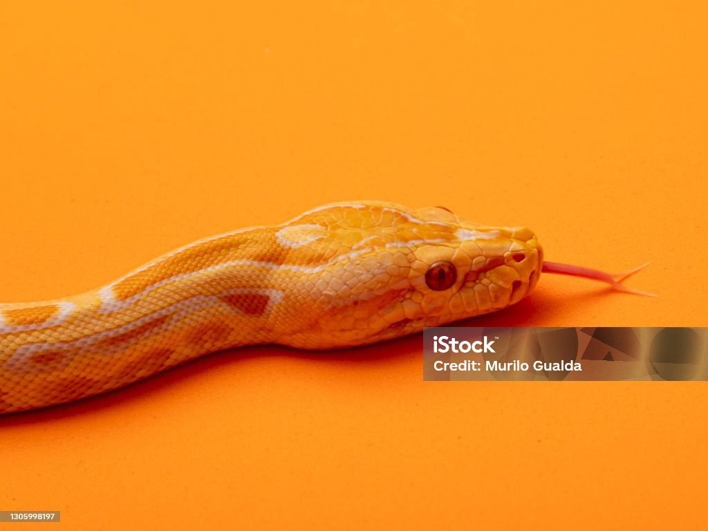Gold Python Animal Gold Python Reticulated Python Stock Photo - Download Image Now - iStock
