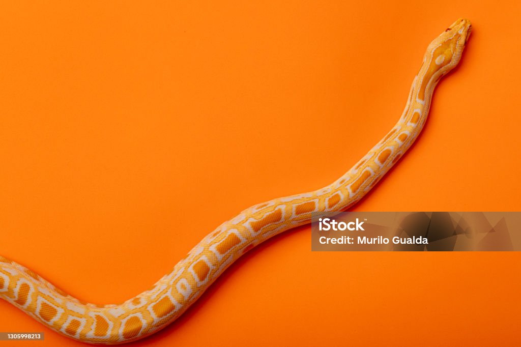 Gold Reticulated Python Gold Python Reticulated Python Stock Photo - Download Image Now - iStock