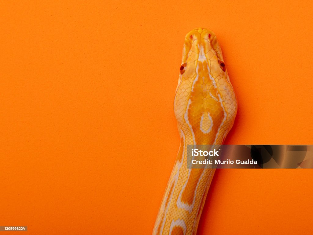 Gold Python Animal Gold Python Reticulated Python Stock Photo - Download Image Now - iStock