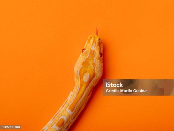Gold Chine Python Gold Python Reticulated Python Stock Photo - Download Image Now - iStock
