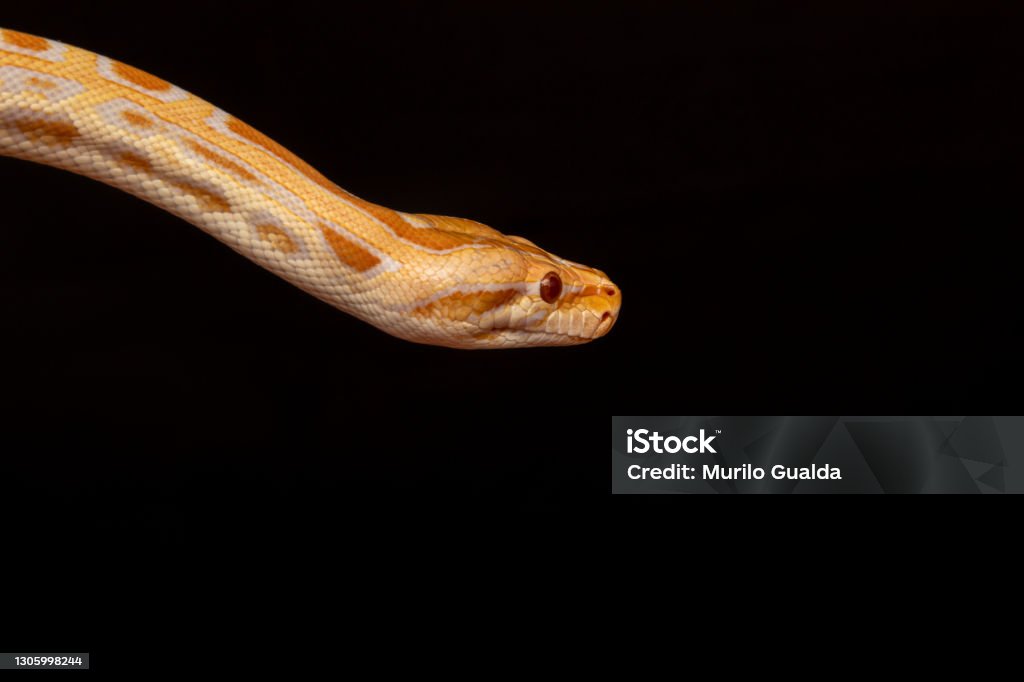 Gold Python Animal Gold Python Reticulated Python Stock Photo - Download Image Now - iStock