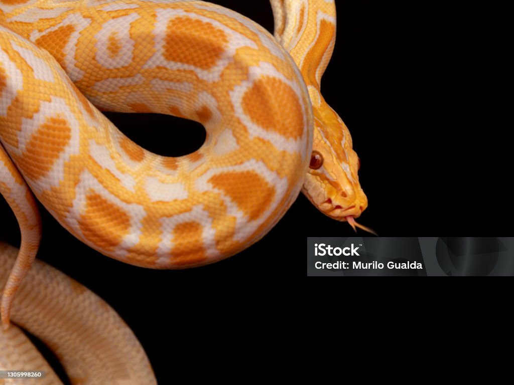 Gold Reticulated Python Gold Python Reticulated Python Stock Photo - Download Image Now - iStock