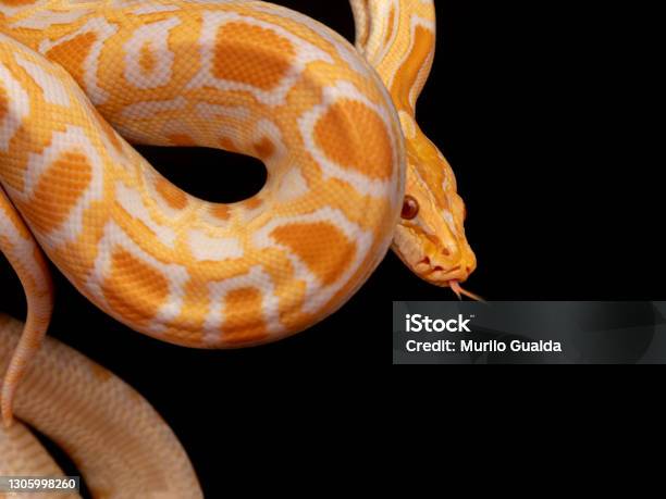 Gold Reticulated Python Gold Python Reticulated Python Stock Photo - Download Image Now - iStock