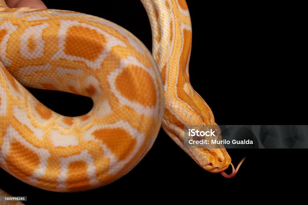 White Golden Python Gold Python Reticulated Python Stock Photo - Download Image Now - iStock