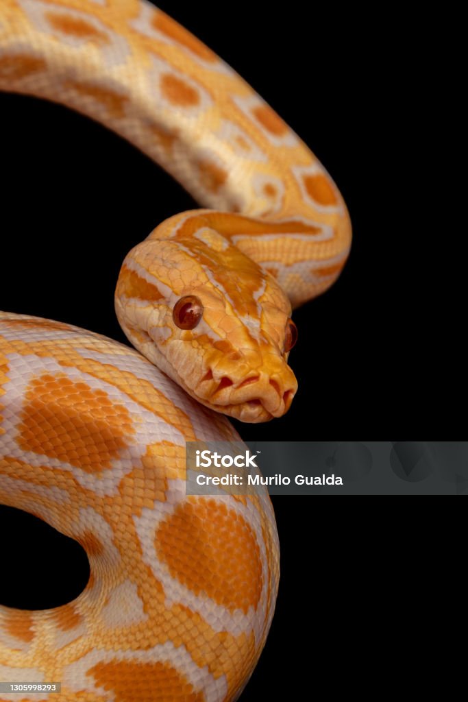 Goldne Python Gold Python Reticulated Python Stock Photo - Download Image Now - iStock