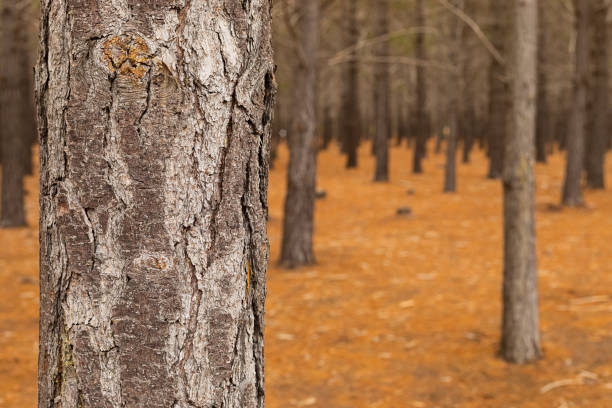Rows of trees in a Pine Forest Plantation in Cape Town, South Africa