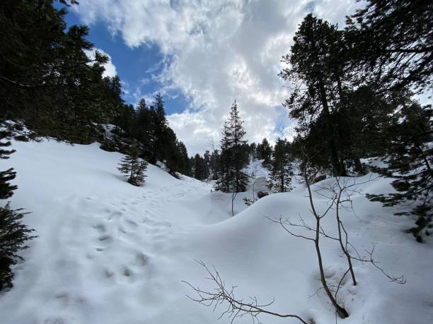 istock Snow, fir, high Savoy landscape 1305998602
