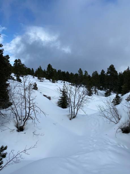 istock Snow, fir, high Savoy landscape 1305998675