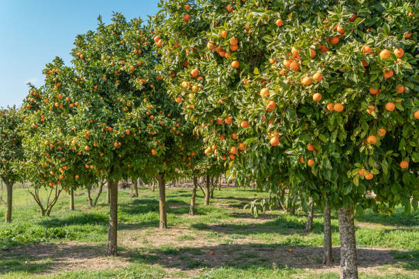 istock Mandarin tree (Citrus reticulata) with tangerines on its branches on a sunny day 1306000019