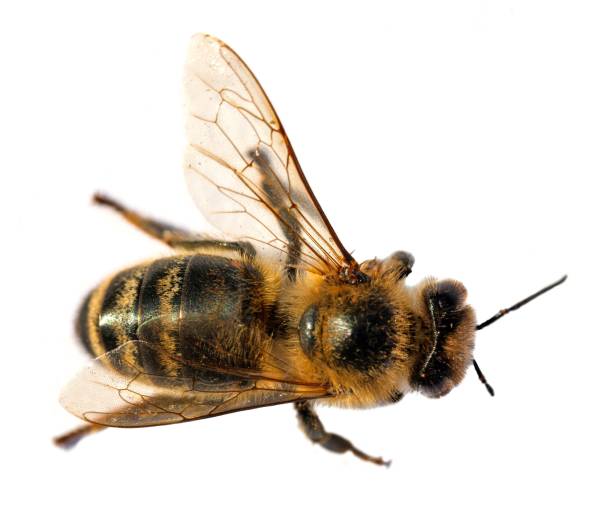 istock bee or honeybee Apis Mellifera isolated on white 1306000979