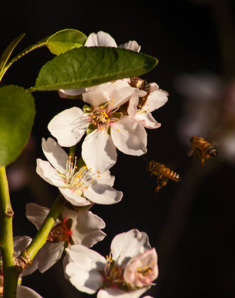 kwiat migdałowy z pszczołą miodną 13411 - 13411 zdjęcia i obrazy z banku zdjęć